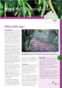 Willow (Salix Spp.) the Problem