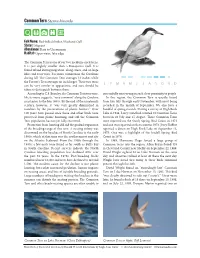 Common Tern Sterna Hirundo