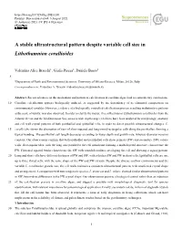 A Stable Ultrastructural Pattern Despite Variable Cell Size in Lithothamnion Corallioides