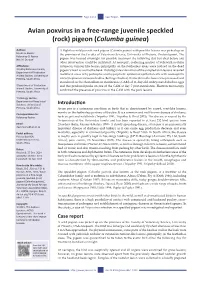 Avian Poxvirus in a Free-Range Juvenile Speckled (Rock) Pigeon (Columba Guinea)