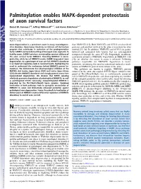 Palmitoylation Enables MAPK-Dependent Proteostasis of Axon Survival Factors