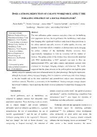 Does a Strong Reduction of Colony Workforce Affect the Foraging