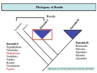 Phylogeny of Rosids! ! Rosids! !