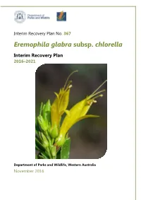 Eremophila Glabra Subsp. Chlorella IRP367 2016 2021 Web Version