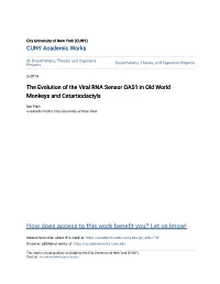 The Evolution of the Viral RNA Sensor OAS1 in Old World Monkeys and Cetartiodactyls