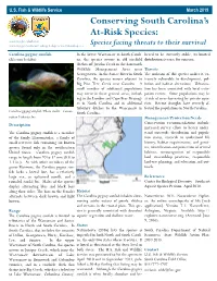 Carolina Pygmy Sunfish