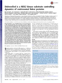 Dishevelled Is a NEK2 Kinase Substrate Controlling Dynamics of Centrosomal Linker Proteins