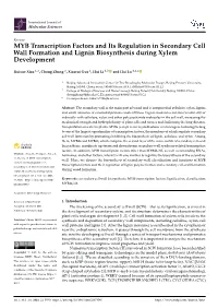 MYB Transcription Factors and Its Regulation in Secondary Cell Wall Formation and Lignin Biosynthesis During Xylem Development