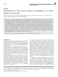 Knockdown of MLO Genes Reduces Susceptibility to Powdery Mildew in Grapevine