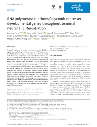 RNA Polymerase II Primes Polycomb‐Repressed Developmental Genes Throughout Terminal Neuronal Differentiation