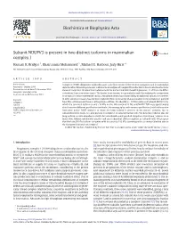 Subunit NDUFV3 Is Present in Two Distinct Isoforms in Mammalian Complex I