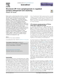 Structural LTP: from Synaptogenesis to Regulated Synapse Enlargement