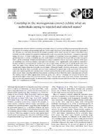 Courtship in the Monogamous Convict Cichlid; What Are Individuals Saying to Rejected and Selected Mates?