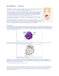 Viral Hepatitis B: Introduction