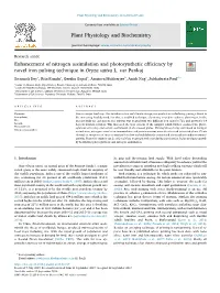 Enhancement of Nitrogen Assimilation and Photosynthetic Efficiency by T Novel Iron Pulsing Technique in Oryza Sativa L