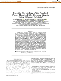 Does the Morphology of the Forelimb Flexor Muscles Differ Between Lizards Using Different Habitats?
