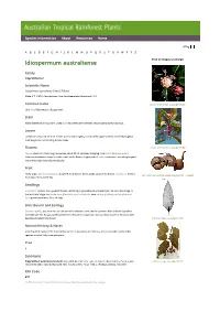 Idiospermum Australiense Click on Images to Enlarge