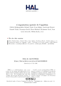 L'organisation Spatiale De L'oppidum