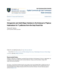 Ontogenetic and Adult Shape Variation in the Endocast of Tapirus: Implications for T
