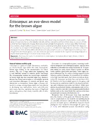 Ectocarpus: an Evo‑Devo Model for the Brown Algae Susana M