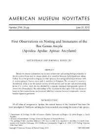 First Observations on Nesting and Immatures of the Bee Genus Ancyla (Apoidea: Apidae: Apinae: Ancylaini)