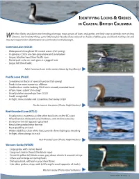 Identifying Loons & Grebes