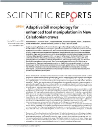 Adaptive Bill Morphology for Enhanced Tool Manipulation in New Caledonian Crows Received: 30 November 2015 Hiroshi Matsui1,*, Gavin R