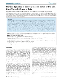 Multiple Episodes of Convergence in Genes of the Dim Light Vision Pathway in Bats