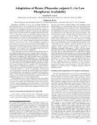 Adaptation of Beans (Phaseolus Vulgaris L.) to Low Phosphorus Availability Jonathan P