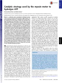 Catalytic Strategy Used by the Myosin Motor to Hydrolyze