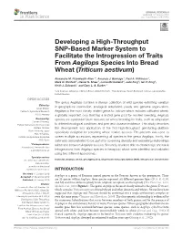 Developing a High-Throughput SNP-Based Marker System to Facilitate the Introgression of Traits from Aegilops Species Into Bread Wheat (Triticum Aestivum)