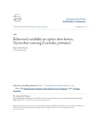 Behavioral Variability in Captive Slow Lorises, Nycticebus Coucang (Lorisidae, Primates) Shan Dustin Duncan University of the Pacific