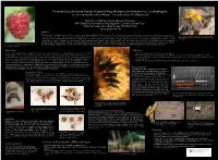 Potential for Early Season Control of Spotted Wing Drosophila by Predatory Flies, Scathophagidae As a Secondary Benefit of Manure Amendments in Red Raspberry