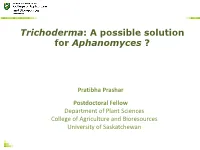 Trichoderma: a Possible Solution for Aphanomyces ?