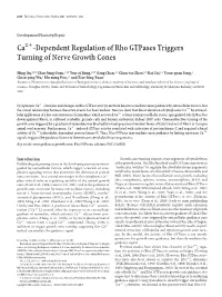 Ca -Dependent Regulation of Rho Gtpases Triggers Turning of Nerve Growth Cones
