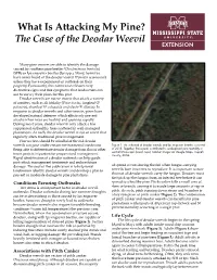 The Case of the Deodar Weevil