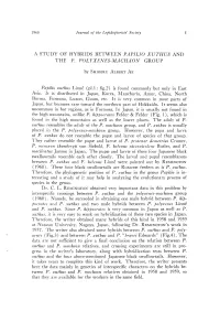 Hybrids Between Papilio Xuthus and the P. Polyxenes-Machaon Group