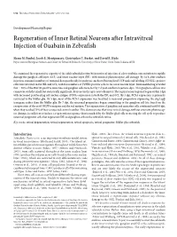 Regeneration of Inner Retinal Neurons After Intravitreal Injection of Ouabain in Zebrafish