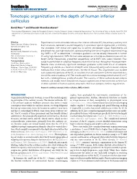 Tonotopic Organization in the Depth of Human Inferior Colliculus