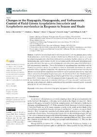 Changes in the Harpagide, Harpagoside, and Verbascoside Content of Field Grown Scrophularia Lanceolata and Scrophularia Marilandica in Response to Season and Shade