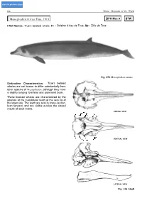 Mesoplodon Mirus True, 1913 ZIPH Mes 9 BTW
