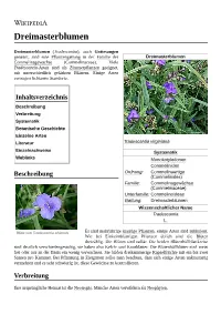 Dreimasterblumen