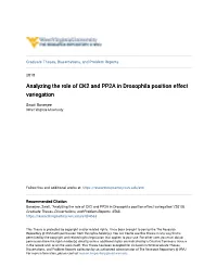 Analyzing the Role of CK2 and PP2A in Drosophila Position Effect Variegation