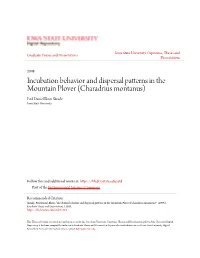 Incubation Behavior and Dispersal Patterns in the Mountain Plover (Charadrius Montanus) Paul Daniel Blom Skrade Iowa State University