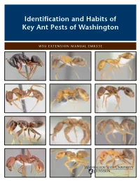 Identification and Habits of Key Ant Pests of Washington