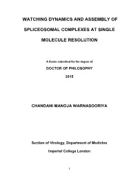 Watching Dynamics and Assembly of Spliceosomal