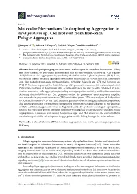 Molecular Mechanisms Underpinning Aggregation in Acidiphilium Sp. C61 Isolated from Iron-Rich Pelagic Aggregates