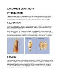 Angoumois Grain Moth Introduction Recognition