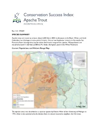Apache Trout ONCORHYNCHUS APACHE