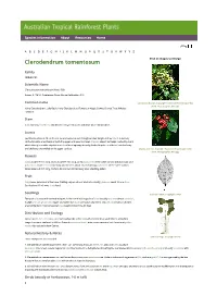 Clerodendrum Tomentosum Click on Images to Enlarge